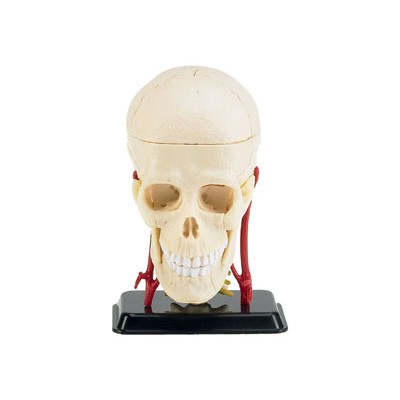 [˾ũ] BV2102 [Revell Gmbh] BV2102 1/3 Cranial Nerve Skull Anatomy Mode