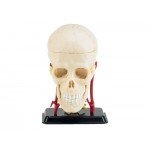 [Revell Gmbh] BV2102 1/3 Cranial Nerve Skull Anatomy Mode